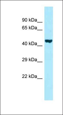 Anti-PROKR2 antibody produced in rabbit