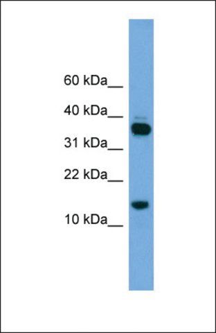 Anti-PRR15 antibody produced in rabbit