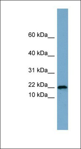 Anti-PRR13 antibody produced in rabbit