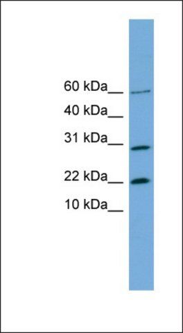 Anti-PRR13 antibody produced in rabbit