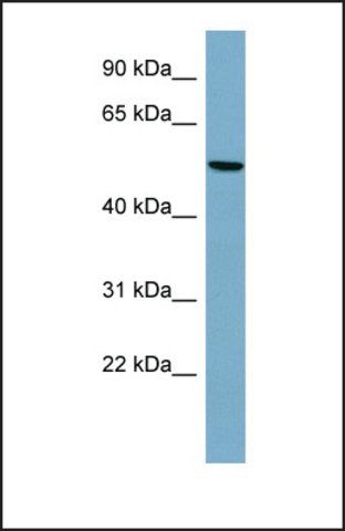 Anti-PRPH antibody produced in rabbit