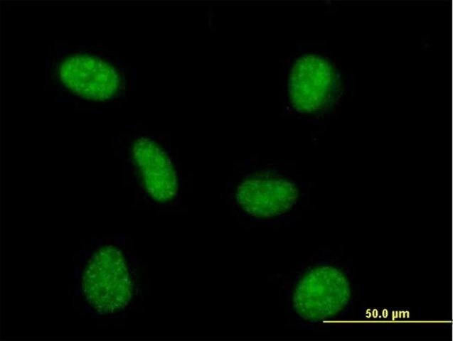 Anti-PRPF4 antibody produced in mouse