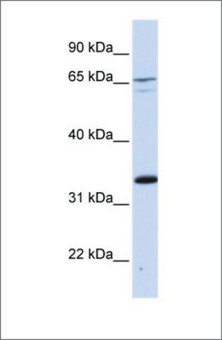 Anti-PSIP1 antibody produced in rabbit