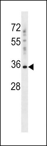 ANTI-PSG2 (C-TERM) antibody produced in rabbit