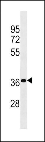 ANTI-PSG4(N-TERMINAL) antibody produced in rabbit