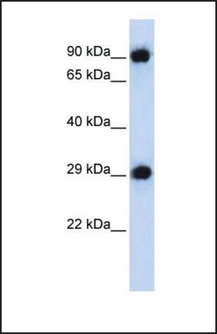 Anti-PSMA3 antibody produced in rabbit