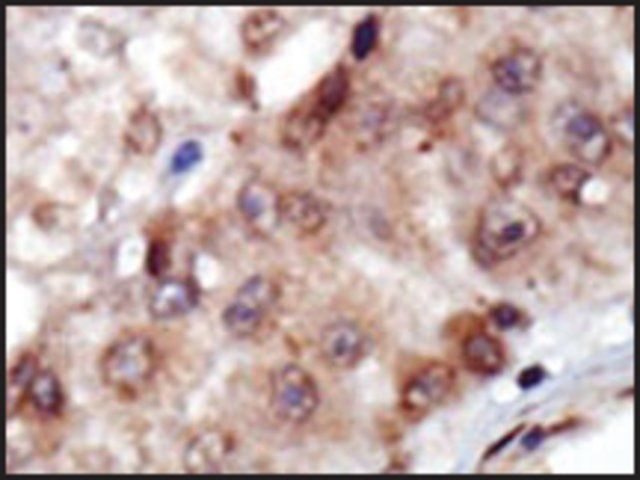 Anti-PSKH1 (N-term) antibody produced in rabbit