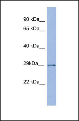 Anti-PSMA5, (N-terminal) antibody produced in rabbit