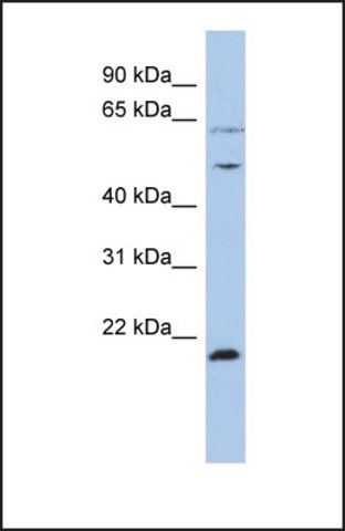 Anti-PSMC2, (N-terminal) antibody produced in rabbit