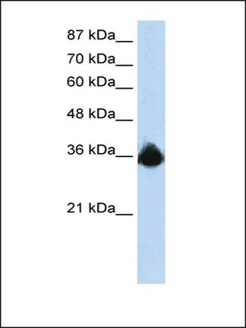 Anti-PTBP2 antibody produced in rabbit