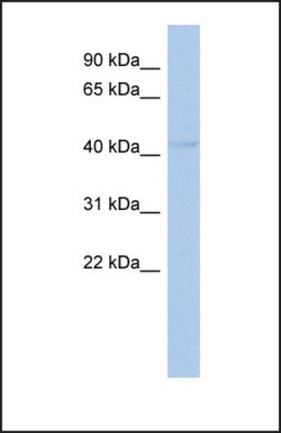 Anti-PSMD11, (N-terminal) antibody produced in rabbit