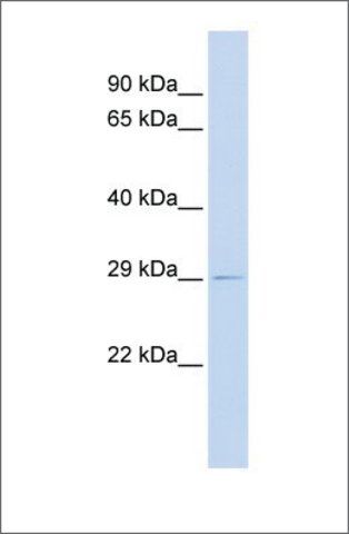 Anti-PSMG1 (ab1) antibody produced in rabbit