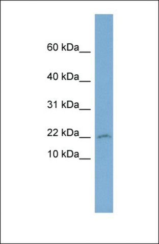 Anti-PTGES3 antibody produced in rabbit