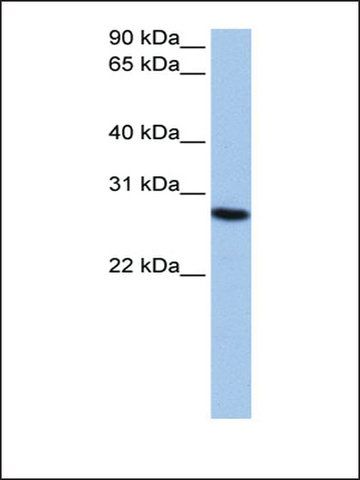 Anti-PSMA6 antibody produced in rabbit