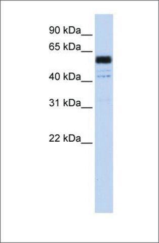 Anti-PTBP1 antibody produced in rabbit