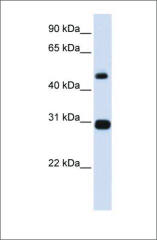 Anti-PSMC3 (ab2) antibody produced in rabbit