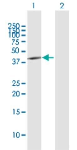 Anti-PSRC1 antibody produced in rabbit