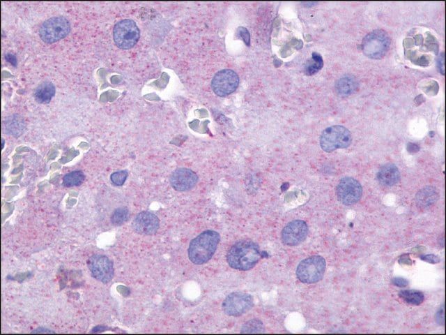 Anti-PTGFR antibody produced in rabbit