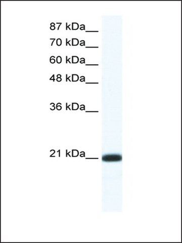 Anti-RAXL1 antibody produced in rabbit