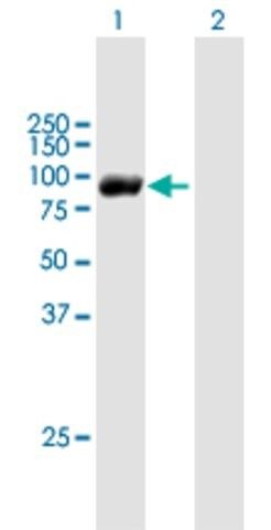 Anti-RBM35B antibody produced in mouse