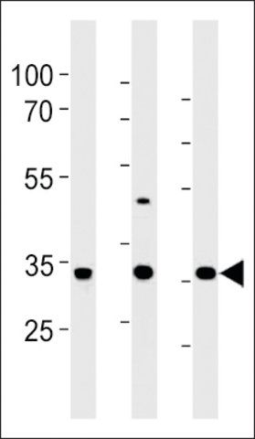 ANTI-RAT CGREF1(C-TERMINAL) antibody produced in rabbit