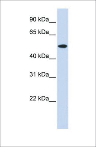 Anti-RASGEF1A antibody produced in rabbit