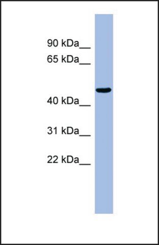 Anti-RBBP4, (N-terminal) antibody produced in rabbit