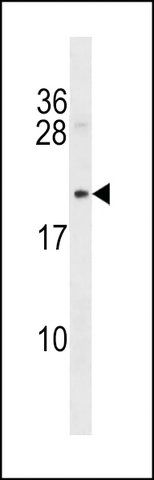 ANTI-RAT MYCB(C-TERMINAL) antibody produced in rabbit