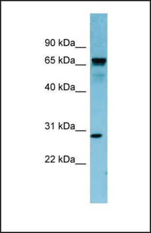 Anti-RASL12, (N-terminal) antibody produced in rabbit