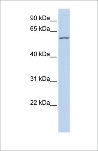 Anti-RBPJL antibody produced in rabbit