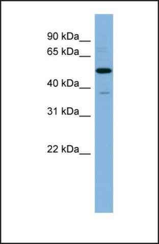 Anti-RBBP7, (N-terminal) antibody produced in rabbit