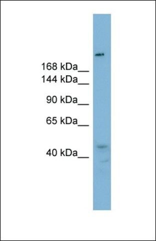 Anti-RBBP6 antibody produced in rabbit