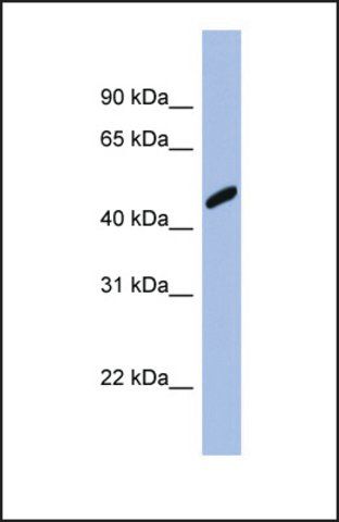 Anti-RBBP7 antibody produced in rabbit