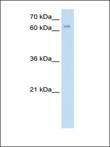 Anti-RBM35A antibody produced in rabbit