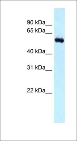 Anti-RBBP5 antibody produced in rabbit