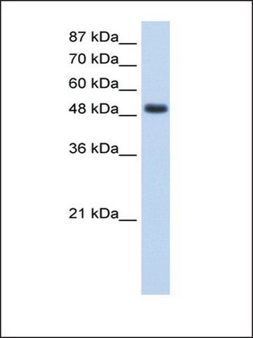 Anti-RBMS1 (AB2) antibody produced in rabbit