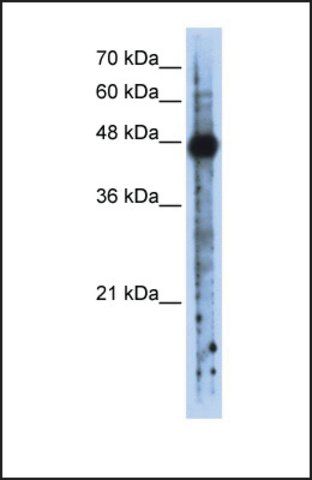 Anti-RBMS2, (N-terminal) antibody produced in rabbit