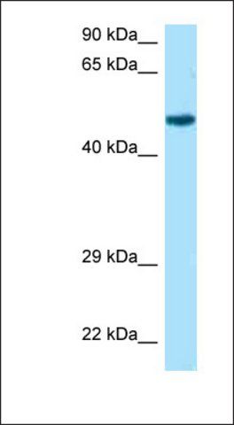 Anti-RCC1 antibody produced in rabbit