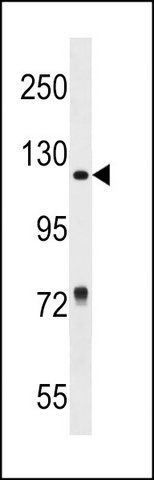 ANTI-RBP3 (CENTER) antibody produced in rabbit