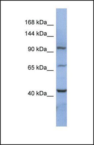 Anti-RBM12, (N-terminal) antibody produced in rabbit