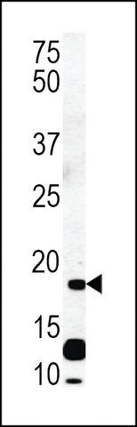 ANTI-RCL (N-TERMINAL) antibody produced in rabbit