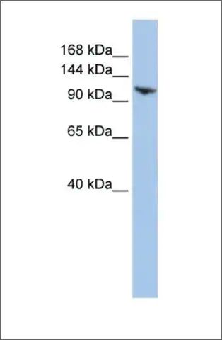 Anti-RNF20 (ab2) antibody produced in rabbit