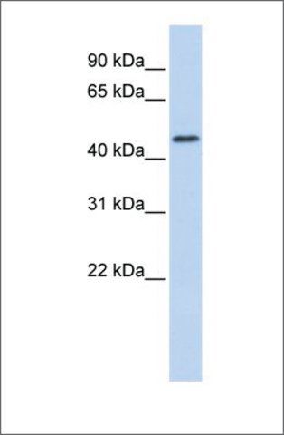 Anti-RNF133 antibody produced in rabbit