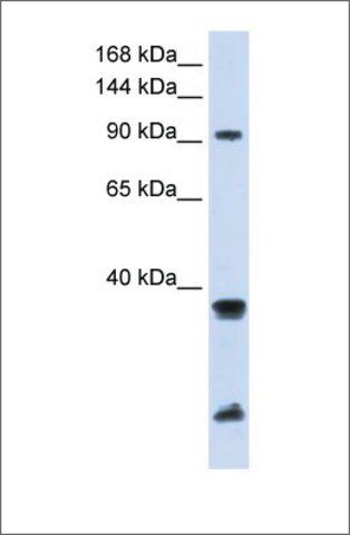 Anti-RNF20 (ab1) antibody produced in rabbit