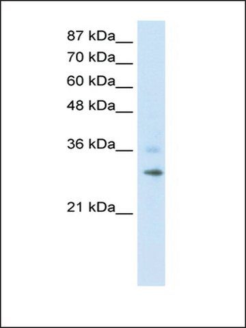 Anti-RNF113B antibody produced in rabbit