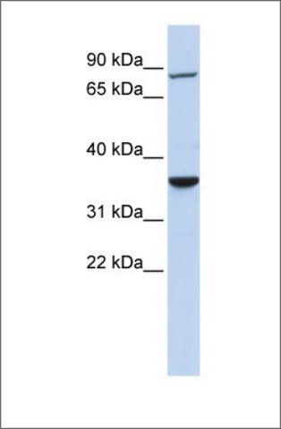 Anti-RNF207 antibody produced in rabbit