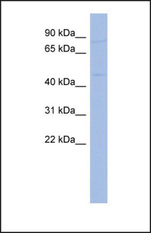 Anti-RNF14, (N-terminal) antibody produced in rabbit