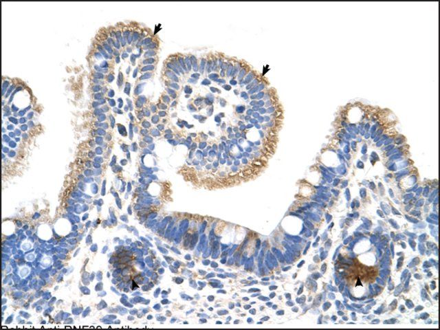 Anti-RNF39 (AB1) antibody produced in rabbit