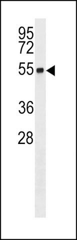 ANTI-RNF26 (CENTER) antibody produced in rabbit