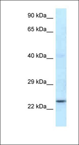 Anti-RNF141 antibody produced in rabbit